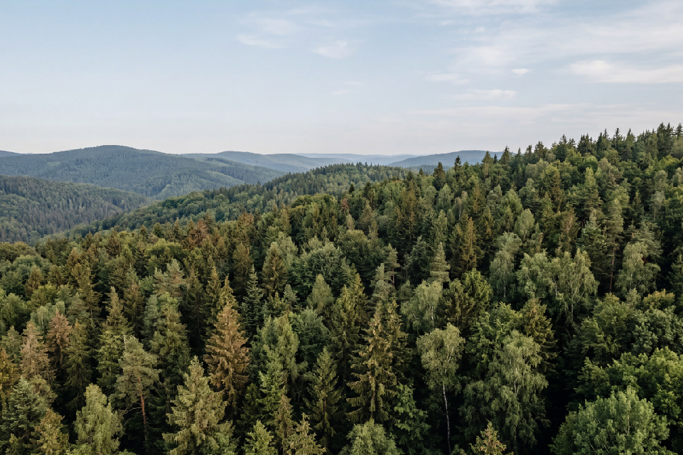 Tersus MVP S1 application visual for Forestry Analysis